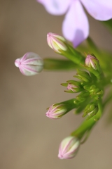 Isotoma hypocrateriformis