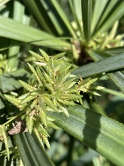 Cyperus textilis
