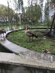 Alopochen aegyptiaca