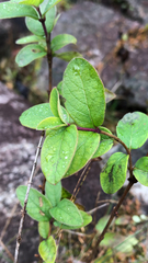 Hypericum androsaemum