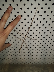 Phasmatinae