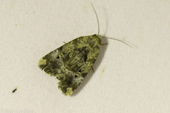 Elaphria chalcedonia