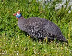 Numida meleagris coronatus