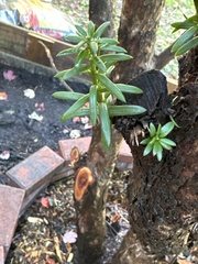 Taxus cuspidata