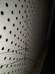 Phasmatinae