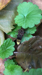 Ontholestes cingulatus