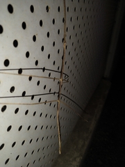 Phasmatinae