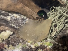 Leptinotarsa haldemani