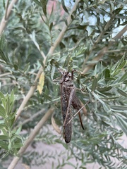 Capnobotes occidentalis