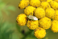Adelphocoris quadripunctatus