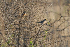 Saltatricula multicolor