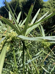 Cyperus textilis