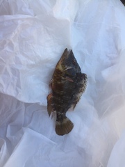 Pteragogus trispilus