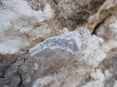 Lecanographa grumulosa