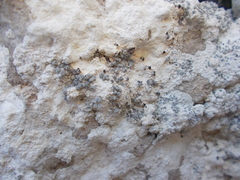 Lecanographa grumulosa