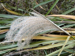Miscanthus sinensis