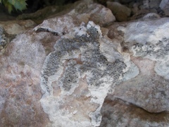 Lecanographa grumulosa