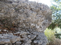 Lecanographa grumulosa