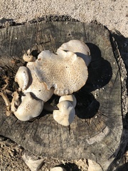 Fungi