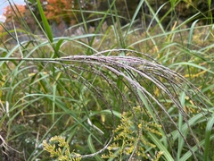 Miscanthus sinensis