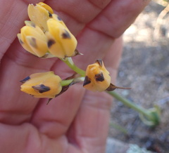 Ornithogalum maculatum