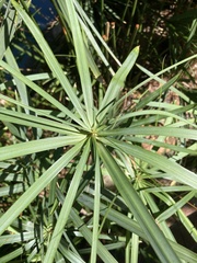 Cyperus textilis