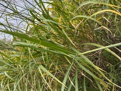 Miscanthus sinensis