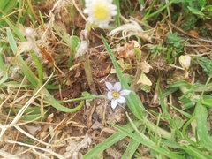 Sisyrinchium micranthum