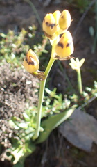 Ornithogalum maculatum