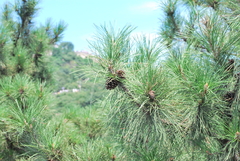 Pinus tabuliformis