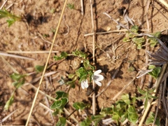 Justicia anagalloides