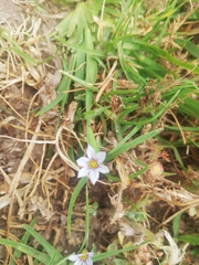 Sisyrinchium micranthum