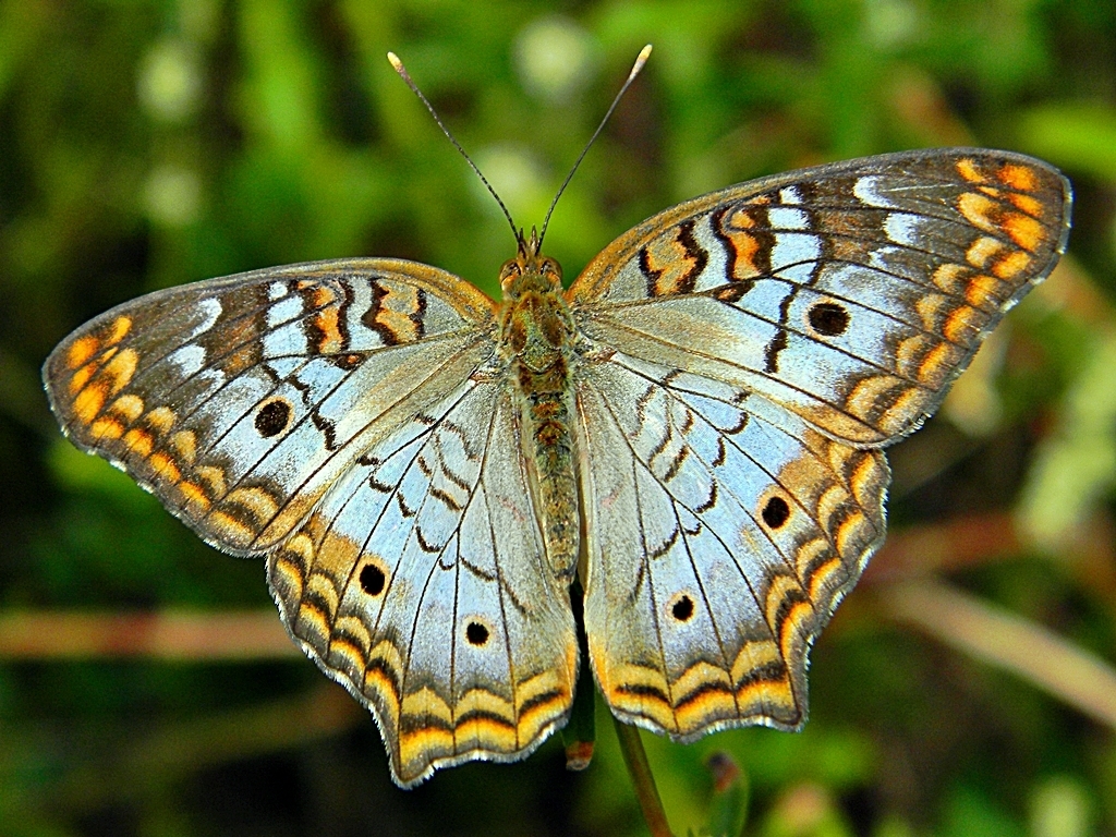 Peacock Butterflies and Allies