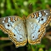 Peacock Butterflies and Allies - Photo (c) Bob Peterson, some rights reserved (CC BY-SA)