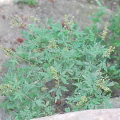 Vitex negundo heterophylla
