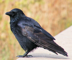 Corvus corone