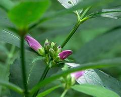 Chelone obliqua erwiniae