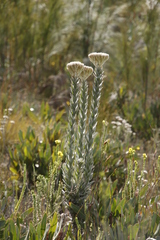 Syncarpha milleflora