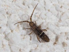 Orchesella