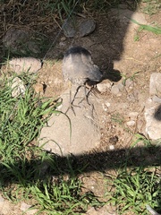 Nyctanassa violacea pauper