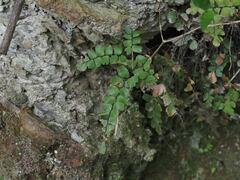 Adiantum flabellulatum
