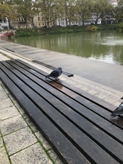 Columba livia domestica