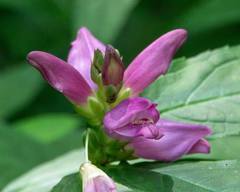 Chelone obliqua erwiniae