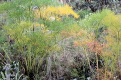 Arracacia tolucensis