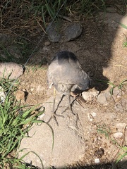 Nyctanassa violacea pauper