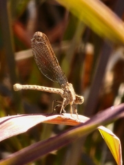 Argia immunda