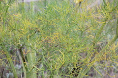 Arracacia tolucensis