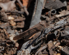 Trimerotropis thalassica