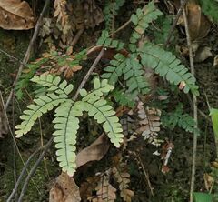 Adiantum flabellulatum