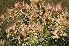Leucadendron tinctum